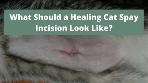 What Should A Healing Cat Spay Incision Look Like With Photos The Kitty Expert
