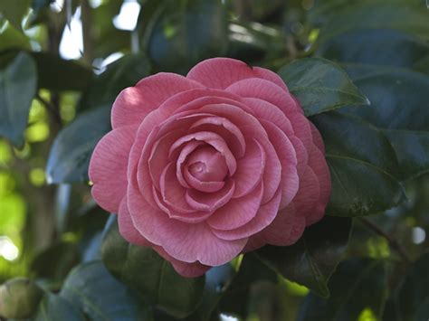 Camellia Japonica Mathotiana Rosea 1 De 2 44062