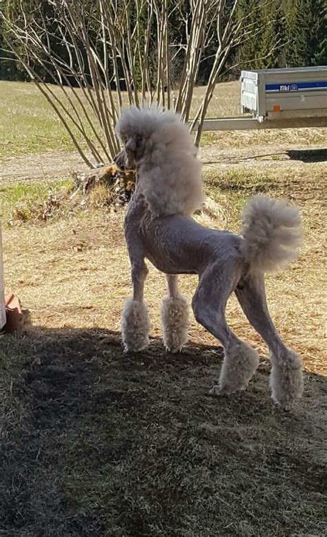 Standard Poodle Cuts Styles Wavy Haircut