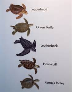 Sea Turtle Species In Brevard County Florida Poster At