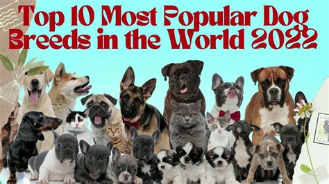 Top 10 Most Popular Dog Breeds In The World 2022 Top10dogs Youtube