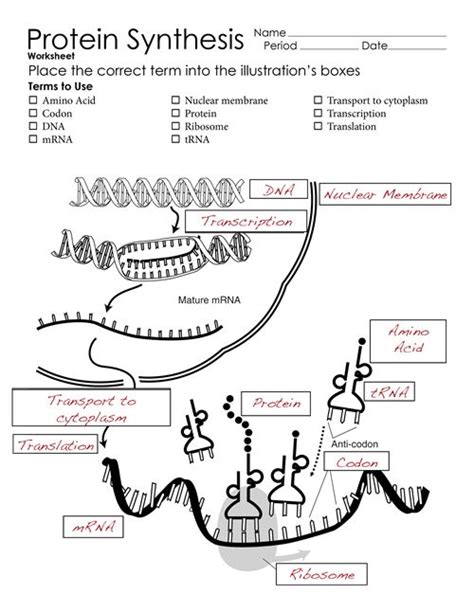 Rna and protein synthesis go through the process of synthesizing proteins through rna transcription and translation. Pinterest • The world's catalog of ideas