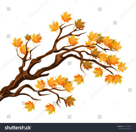 Autumn Maple Tree Branch Stock Vector Illustration 113632474 Shutterstock