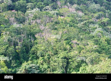 Rainforest From Above Hi Res Stock Photography And Images Alamy