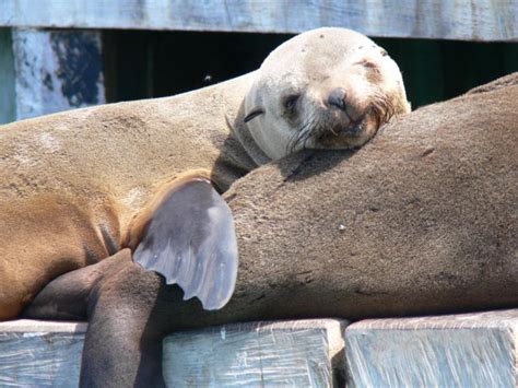 Eco Tour Seal Swim Adventure Tour From Queenscliff Victoria Kkday