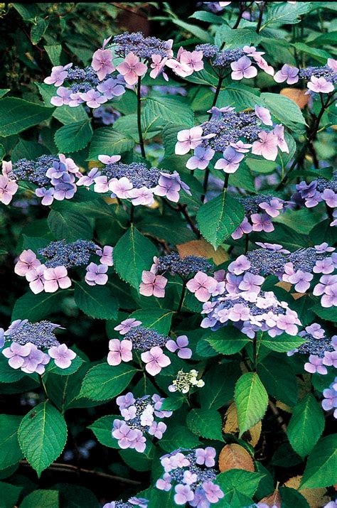 When caring for your shade hydrangeas you need to consider a few things. Blue Wave Lacecap Hydrangea - Monrovia - Blue Wave Lacecap ...