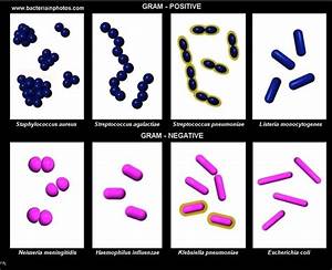Bacteria Classification Diagram Quizlet