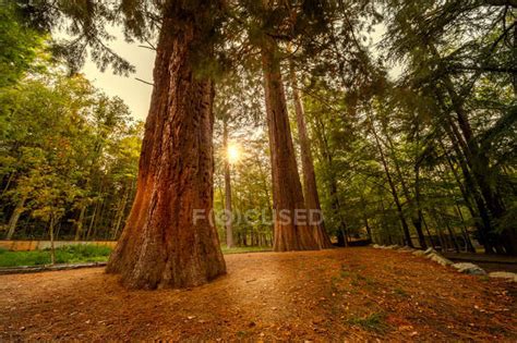 Trees Stock Photos Royalty Free Images Focused