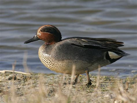 Common Teal Photos Common Teal Images Nature Wildlife Pictures