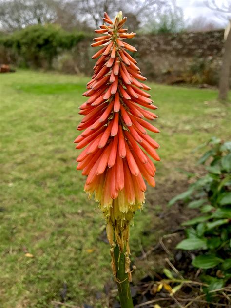 what-is-this-unusual-flower-in-my-garden-in-the-south-west-of-england-whatsthisplant