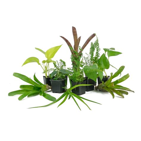 Live Tropical Plant Kit 18x18x36, Tall, 3 Plants | Petco