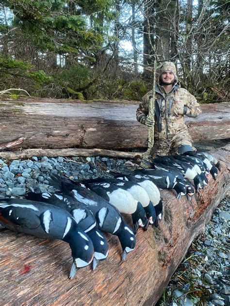 Alaska Harlequin Duck Hunting And Sea Duck Hunts Whittier Ak