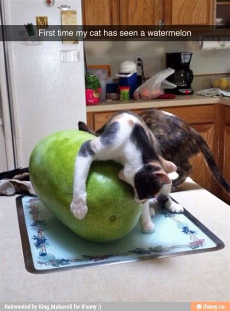 Cat Attacking A Watermelon Funny Animal Memes Cute Funny Animals Cat