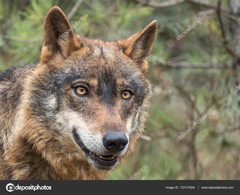 Iberian Wolf Portrait Canis Lupus Signatus Stock Photo By ©ramonsub