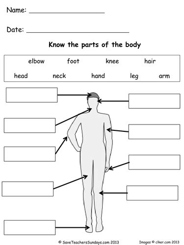 Parts Of The Body Lesson Plan And Worksheets By Saveteacherssundays