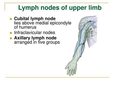 Ppt The Lymphatic System Powerpoint Presentation Free Download Id6011272