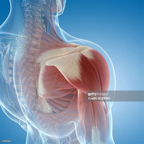 Shoulder Muscles Artwork High Res Vector Graphic Getty Images