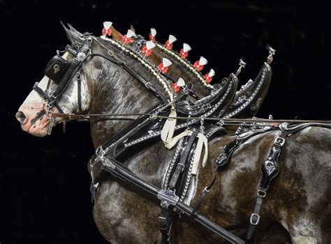 New Grandview Clydesdales Experience Package Offered At The Equestrian