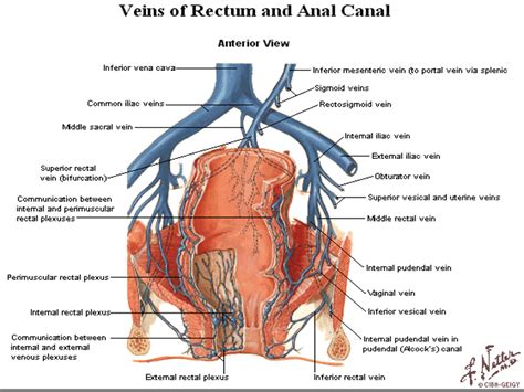 Veins Of Rectum And Anal Canal Diagram Quizlet