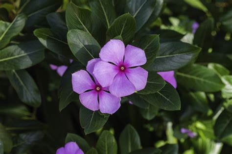 Periwinkle Flower Meaning Spiritual Symbolism Color Meaning And More