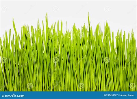 Isolated Green Grass On A White Background Stock Image Image Of