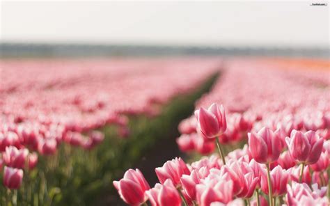 Pink Tulips Wallpapers Wallpaper Cave