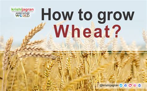 How To Grow Wheat