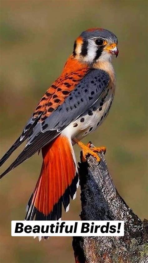 Beautiful Birds Pinterest