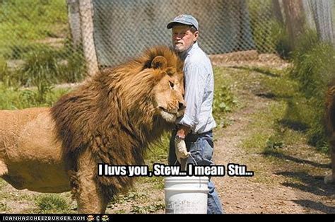 Awetya Images Funny Lion Pictures Collection 2012