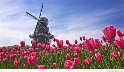 Thế nhưng để chiêm ngưỡng vẻ đẹp thiên đường hoa thật sự bạn nên ghé thăm keukenhof ở lisse hay đến thành phố amsterdam nổi tiếng. Ảnh Đẹp Hoa Tulip Hà Lan