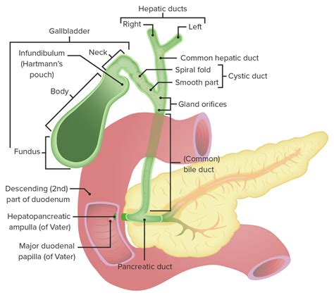 Cholecystectomy Concise Medical Knowledge
