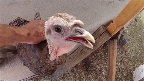 The Importance Of Socializing With Your Pet Turkeys Youtube