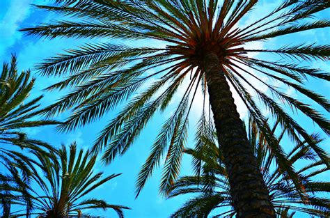Palm Sunday Palm Palm Sunday Is A Christian Moveable F Flickr