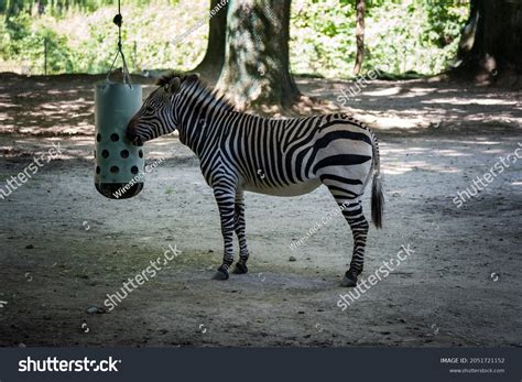 Baby Zebra Zoo Habitat Stock Photo 2051721152 Shutterstock
