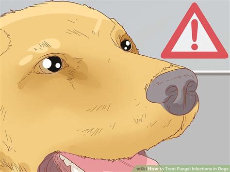 3 Ways To Treat Fungal Infections In Dogs Wikihow