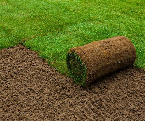 Six Types Of Grass For Florida Lawns