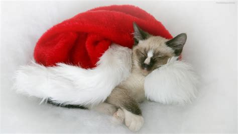 Free Download Christmas Cats Wallpapers Download Toptenpackcom