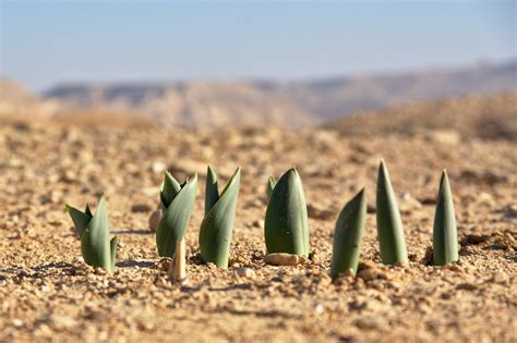 Itap Of Plant Shoots Emerging In A Desert Ritookapicture
