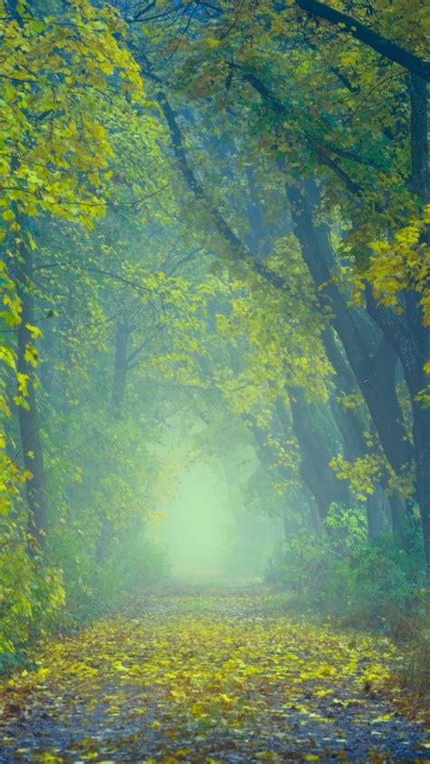 Autumn Path Fog Wallpaper 1080x1920