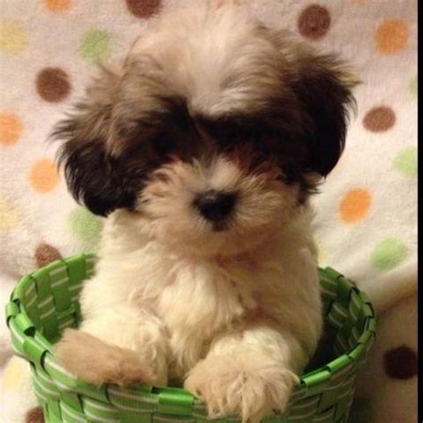 They are believed to have stemmed from the mating of the pekingese. ***Maltese/Shih Tzu Puppies*** for Sale in Raleigh, North ...