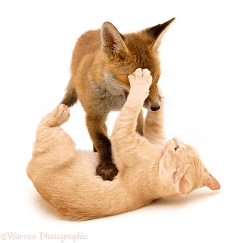 fox and kitten playing 16 may photo wp00762