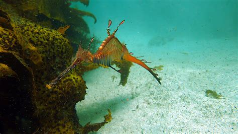Weedy Sea Dragon Kurnell Nsw Australia Weedy Sea Dragon Seahorses