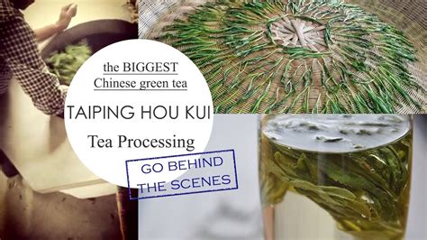 How Tea Is Made Taiping Hou Kui Chinese Green Tea Processing