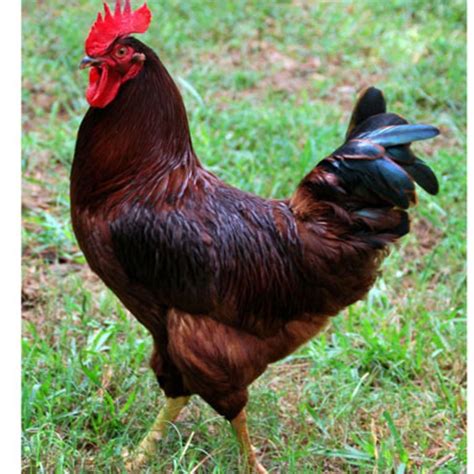 Behold Sasso Chicken The Queen Of Eggs And Meat Daily Monitor
