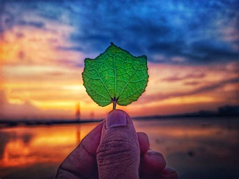 Beautiful Leaves And Sunset Moments Free Stock Photo Public Domain