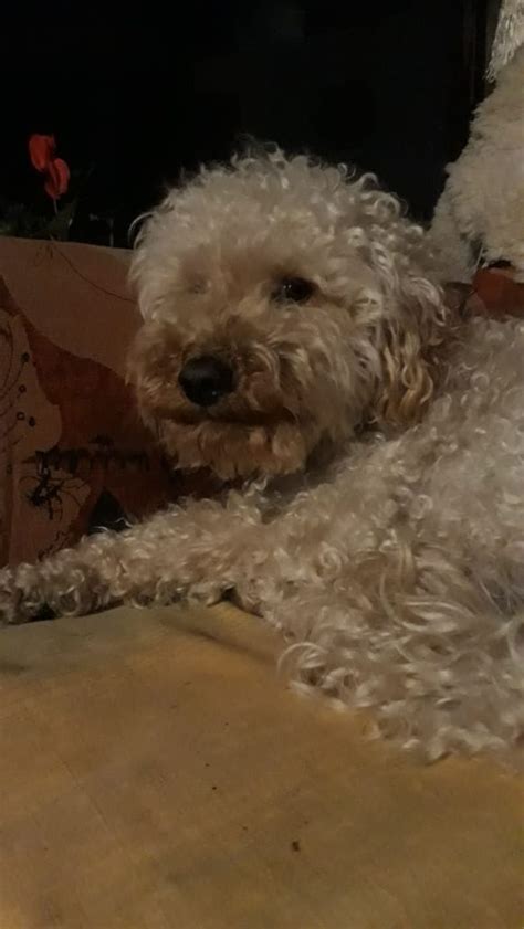Desesperada Búsqueda De Milo El Perro Que Se Perdió Tras Un Vuelco