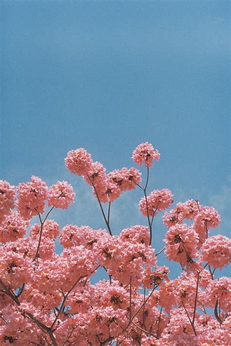 Cute Pink Flowers Background