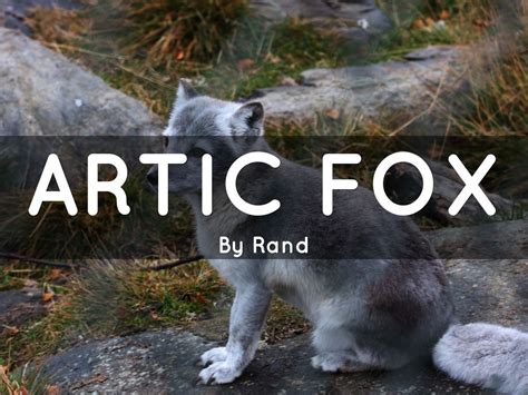 Artic Fox By Meghan Smits