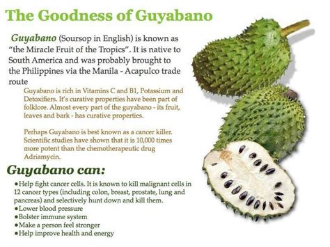 😀 benefit of guyabano fruits and leaves graviola and its health benefits 2019 02 11