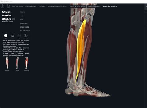 Muscles Soleus Anatomy And Physiology